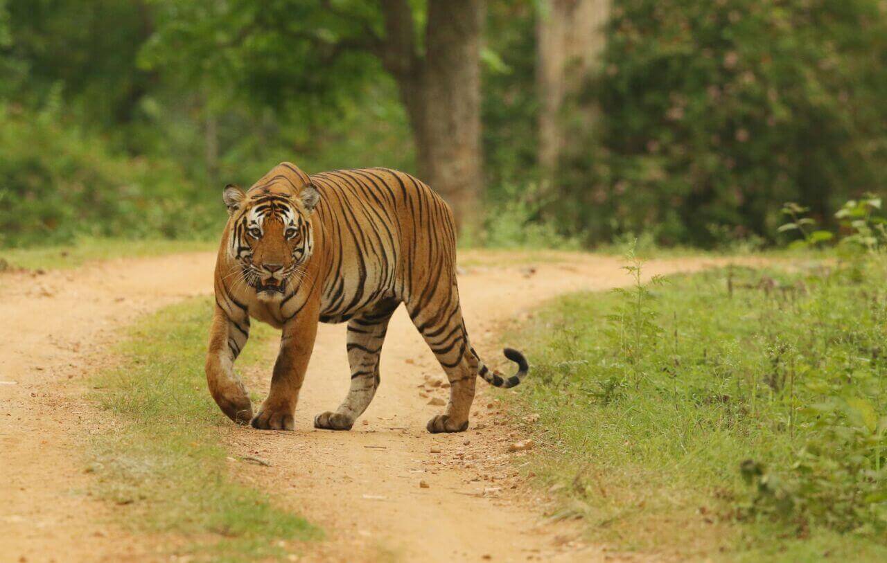 COORG-KABINI