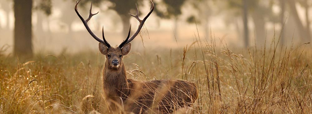 Kanha National Park