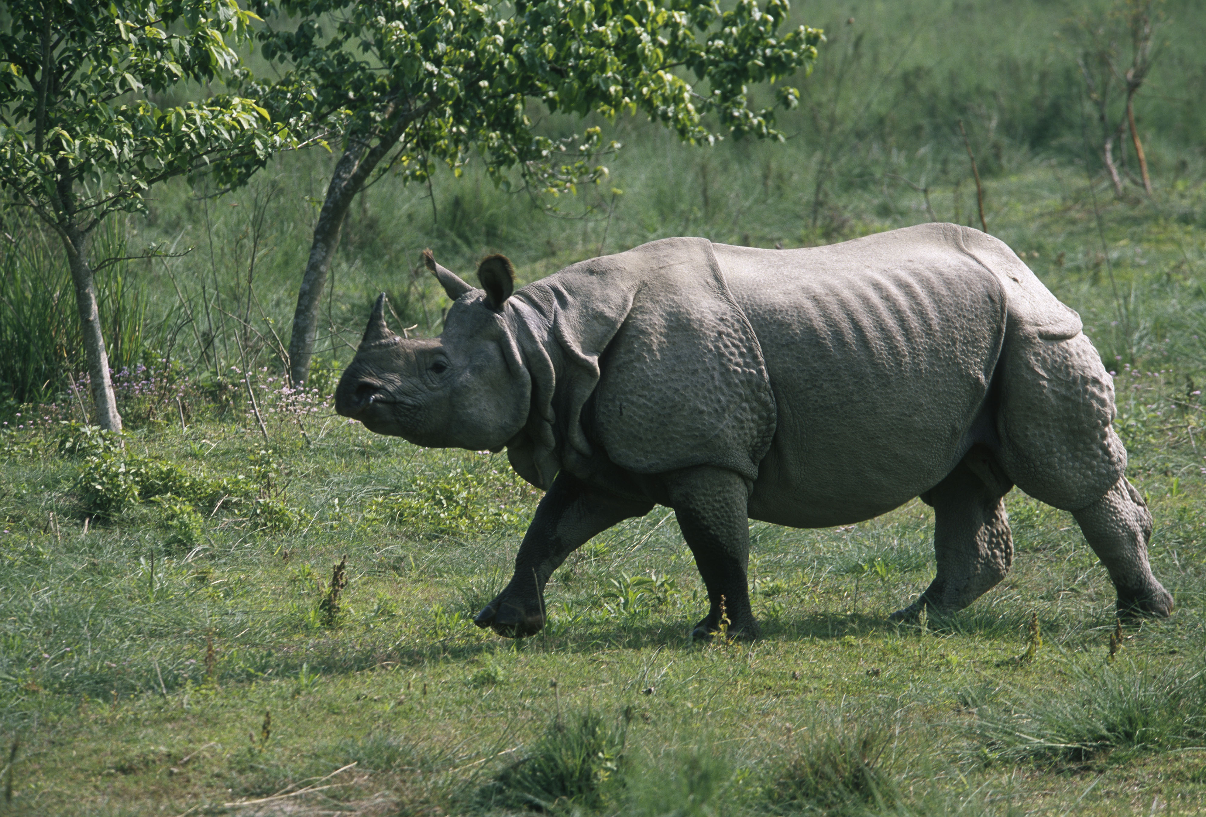 Kaziranga