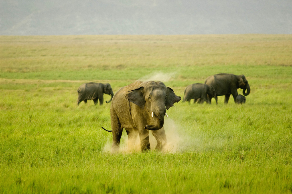 CORBETT NATIONAL PARK