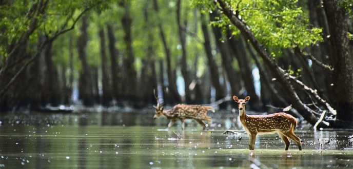 SUNDARBANS